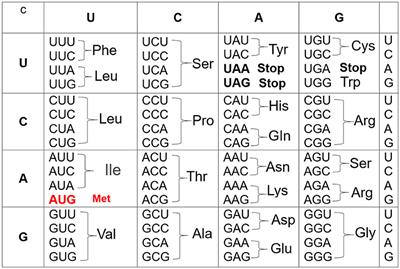 Hidden dual mathematical symmetry in the genetic code